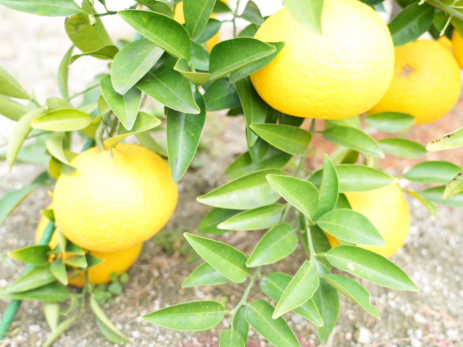 LINE_ALBUM_240512_0