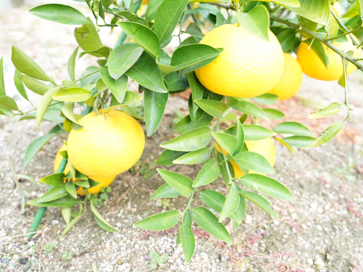 LINE_ALBUM_240512_1